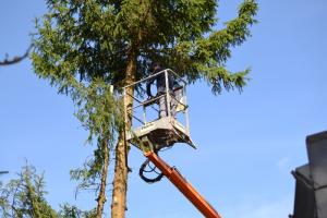 Elagage et abattage de sapin de 27mettre de haut travaille realise a marche