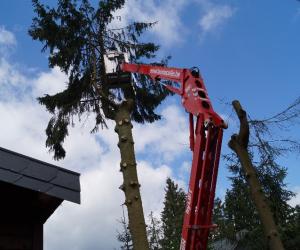 Elagage et abattage de sapin de 27mettre de haut travaille realise a marche