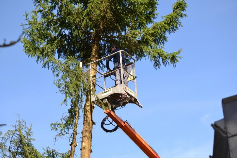 Elagage et abattage de sapin de 27mettre de haut travaille realise a marche